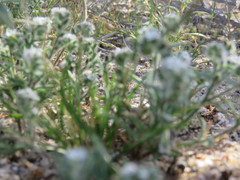 Cryptantha barbigera fergusoniae