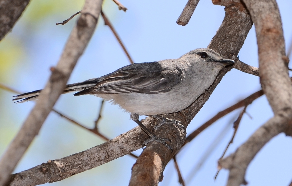 Gray Tit-Flycatcher photo