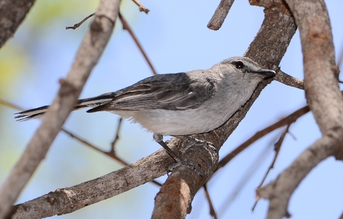 Gray Tit-Flycatcher