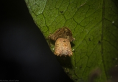 Arkys dilatatus