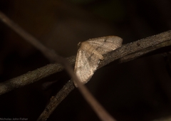 Addaea subtessellata