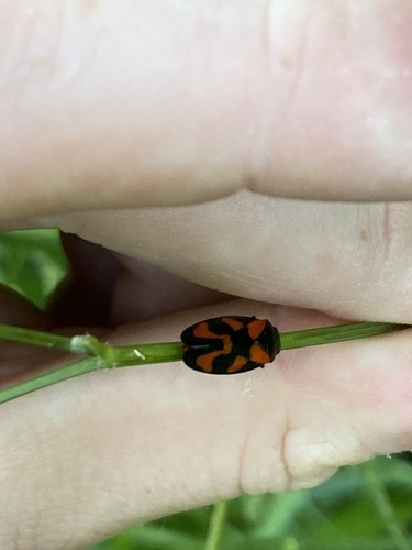 Common Froghopper