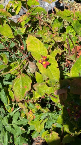 Hypericum androsaemum