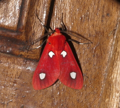 Hyperthaema sanguineata