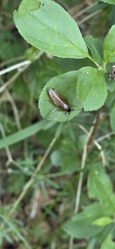 Forest Cockroach