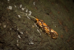 Lactura panopsia