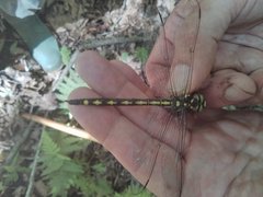 Cordulegaster obliqua