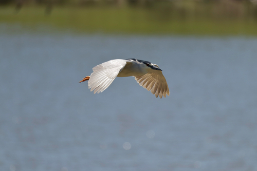 Black-crowned Night Heron photographed in Kentucky