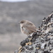 Moorland Chat - Photo (c) Jorge Láscar, some rights reserved (CC BY)