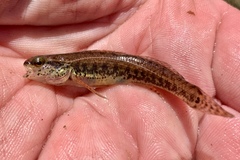 Sawcheek Darter photo 4