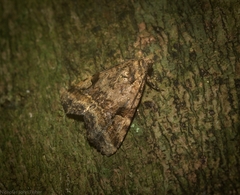 Pyripnoa auricularia