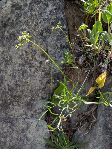 Lomatium geyeri observed 2026-05-23