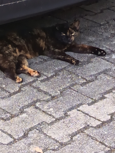 Domestic Cat