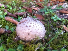 Amanita echinocephala
