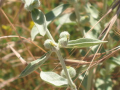 Mercurialis tomentosa, photograph (c) zebedeugalinha, some rights reserved (CC BY)