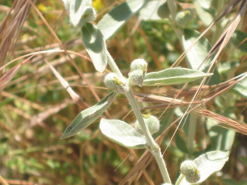 Mercurialis tomentosa, photograph 1