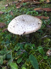 Amanita echinocephala