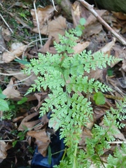 author not stated, no rights reserved Cystopteris sudetica, photograph author not stated, no rights reserved