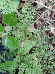 author not stated, no rights reserved Cystopteris sudetica, photograph author not stated, no rights reserved