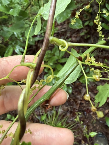 Wild Yam