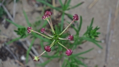 Zaluzianskya maritima