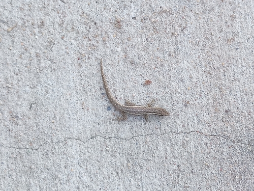 Common Dwarf Gecko