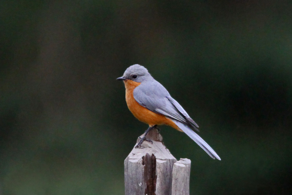 Empidornis