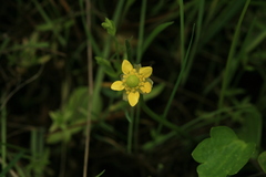 Halerpestes sarmentosa