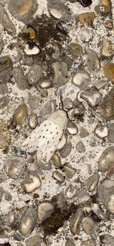 White Ermine