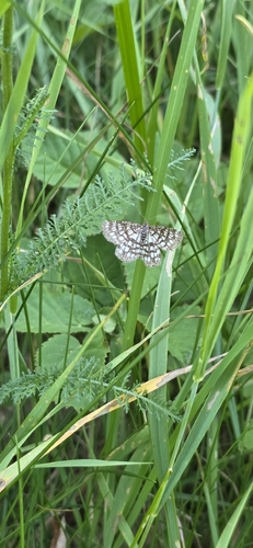 Latticed Heath