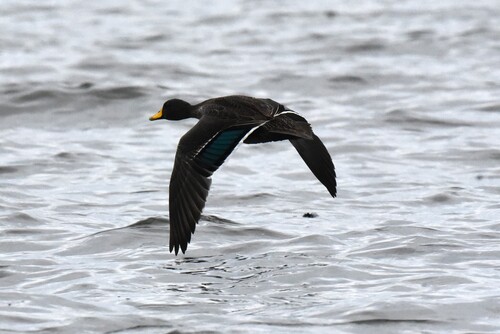 iNaturalist image