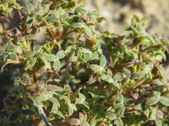 Chorizanthe corrugata