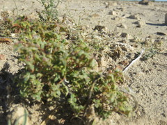 Chorizanthe corrugata