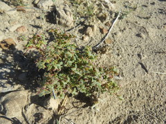 Chorizanthe corrugata