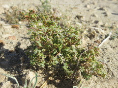 Chorizanthe corrugata