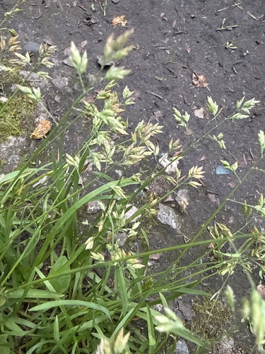Poa supina