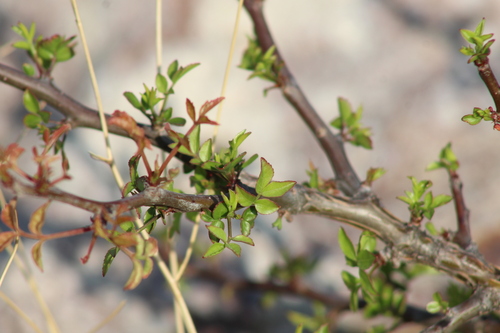 Bursera odorata Brandegee 2