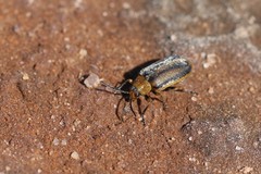 Erynephala puncticollis
