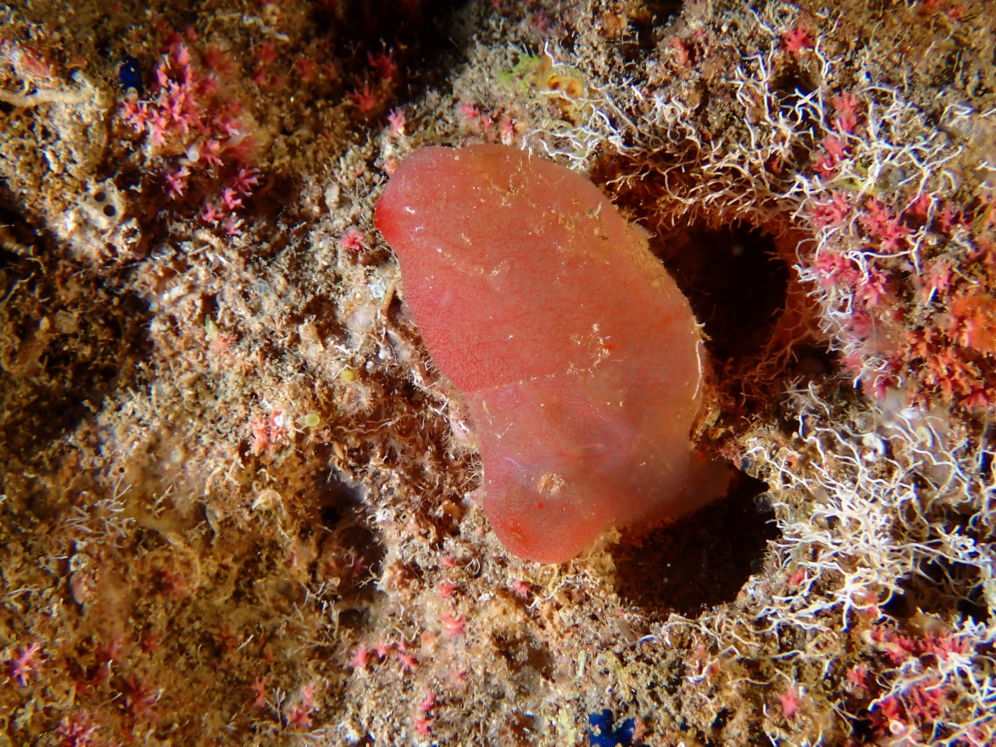 Ascidia mentula Müller, 1776