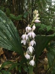 Calanthe aristulifera