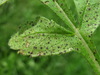 Venturia cephalariae - Photo (c) Gennadiy Okatov, some rights reserved (CC BY-NC), uploaded by Gennadiy Okatov