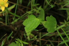 Halerpestes sarmentosa