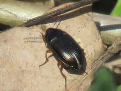 Amara familiaris