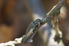 Agriotes pilosellus