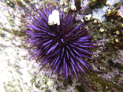 Purple Sea Urchin