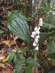 Calanthe aristulifera