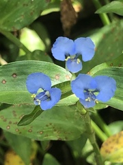 Commelina diffusa