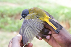 White-Starred Robin photo 3