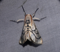Linosta