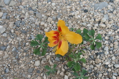 Cochlospermum wrightii